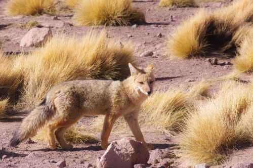 TREKKING NEL DESERTO DI ATACAMA 2015